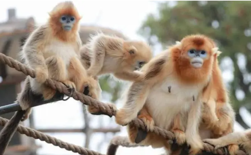 一场人气爆棚的景区直播怎么做 